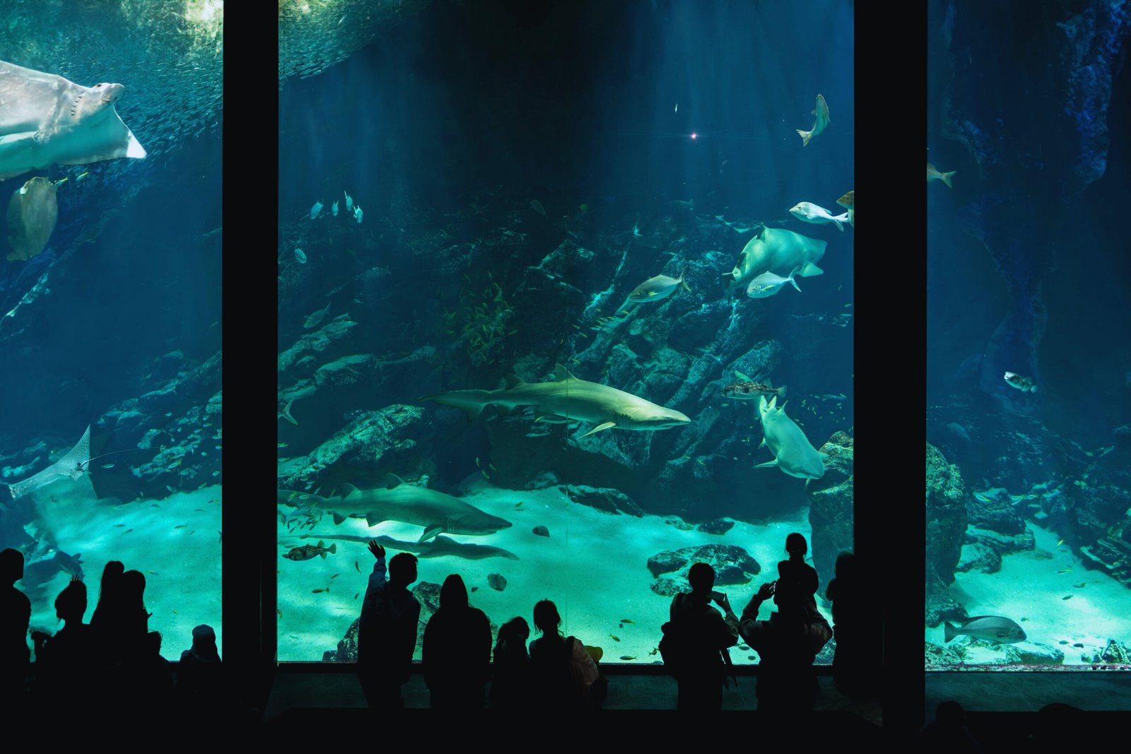 Dubai Aquarium tünel akvaryum