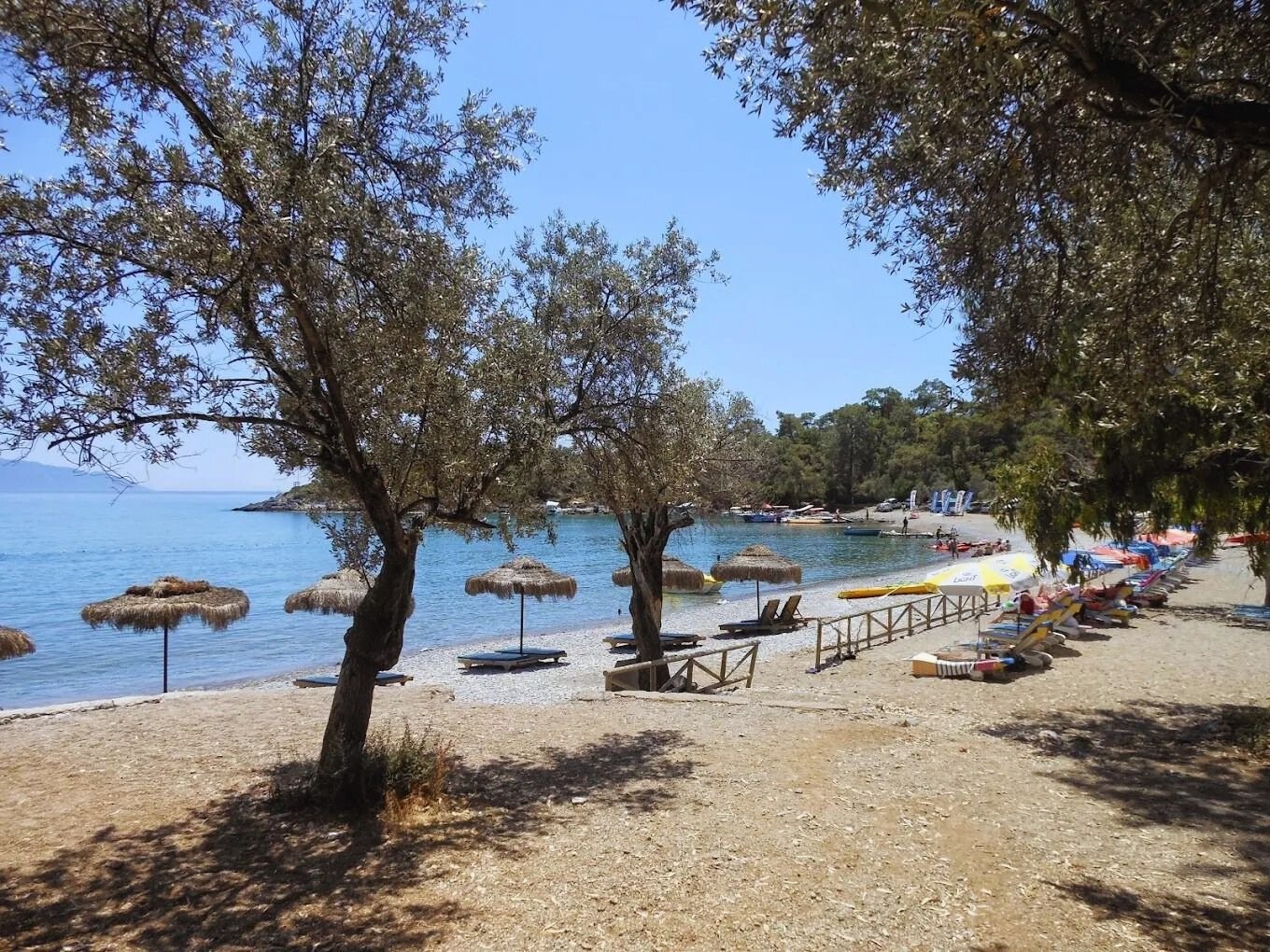 Gemiler Koyu çam zeytin ağaçları