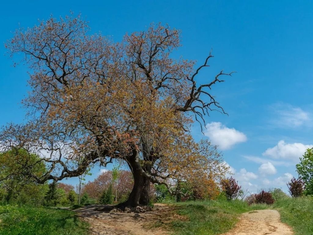 validebag korusu foto